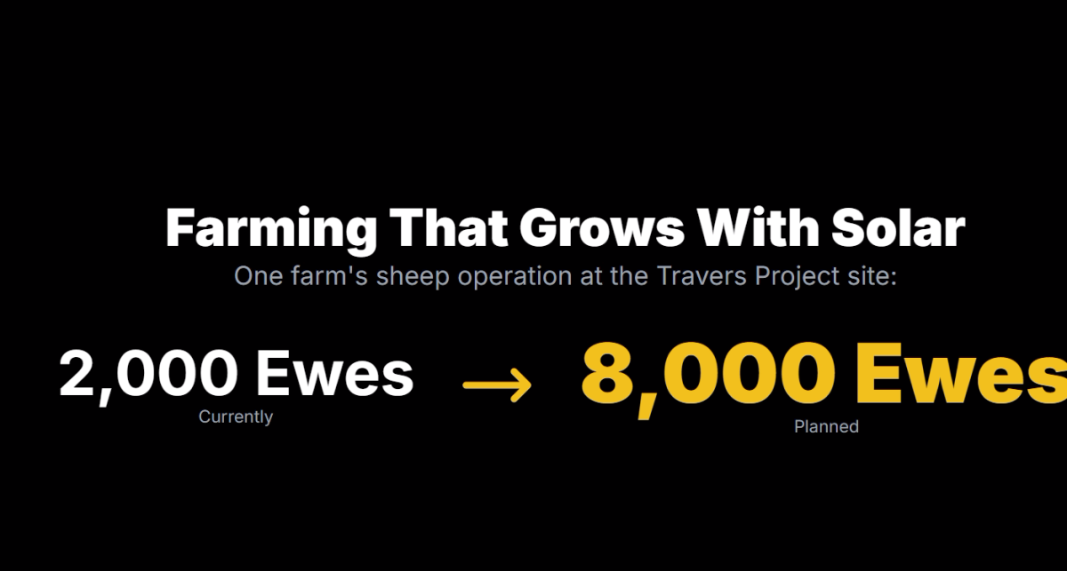 Farming That Grows With Solar One farm's sheep operation at the Travers Project site: 2,000 Ewes Currently 8,000 Ewes Planned